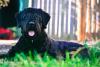 Bouvier de Flandres Dog Day
