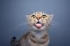Hilarious Pets Day