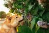 Conservation Dog Day