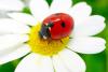 Gift of the Ladybug Day