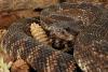 Rattlesnake Roundup Day