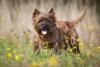 Brown Dog Day