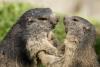 Marmot Day