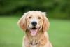 Golden Retriever Day