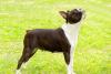 Boston Terrier Day