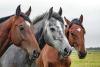 Horse Protection Day