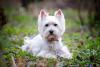 Westie Day