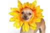Dogs in Yellow Day