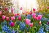 Flower Day