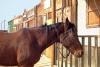 Ride Your Horse to a Bar Day