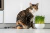 Hairball Awareness Day