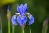 Iris Day