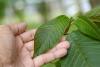 International Day of Plant Health (I.D.P.H.)