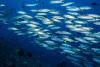 World Fish Migration Day