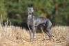 Greyhound Day