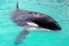 Orca Day