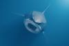 Megalodon Day