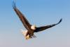 American Eagle Day