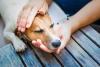 Pet Choking Prevention Day