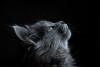 Cat World Domination Day