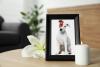 Pet Remembrance Day (UK)
