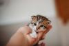 Kitten Day