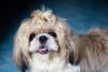 Shih Tzu Day
