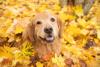 DOGust Universal Birthday for Shelter Dogs
