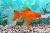 Goldfish Day