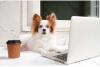 Work Like a Dog Day