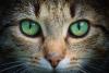 International Cat Day