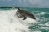 Japan Dolphins Day