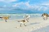 World Shorebirds Day