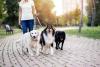 Dog Walker Appreciation Day