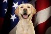 Dogs in Politics Day (Checkers Day)