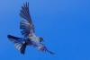 Bluebird of Happiness Day