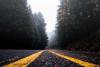 Roadkill Day