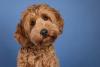 International Doodle Dog Day