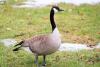 Goose Day