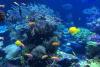 Fish Amnesty Day