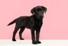 Black Dog Day