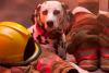 Fire Pup Day