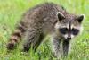 International Raccoon Appreciation Day