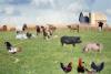 World Farm Animals Day