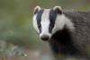 Badger Day