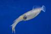 Squid & Cuttlefish Day