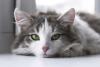 Global Cat Day