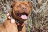 Pit Bull Awareness Day