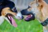 Get a Pal For Your Pet Day