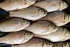 World Fisheries Day